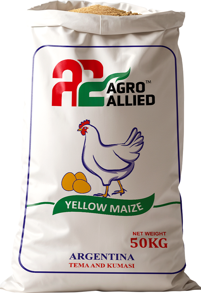 High-quality yellow maize